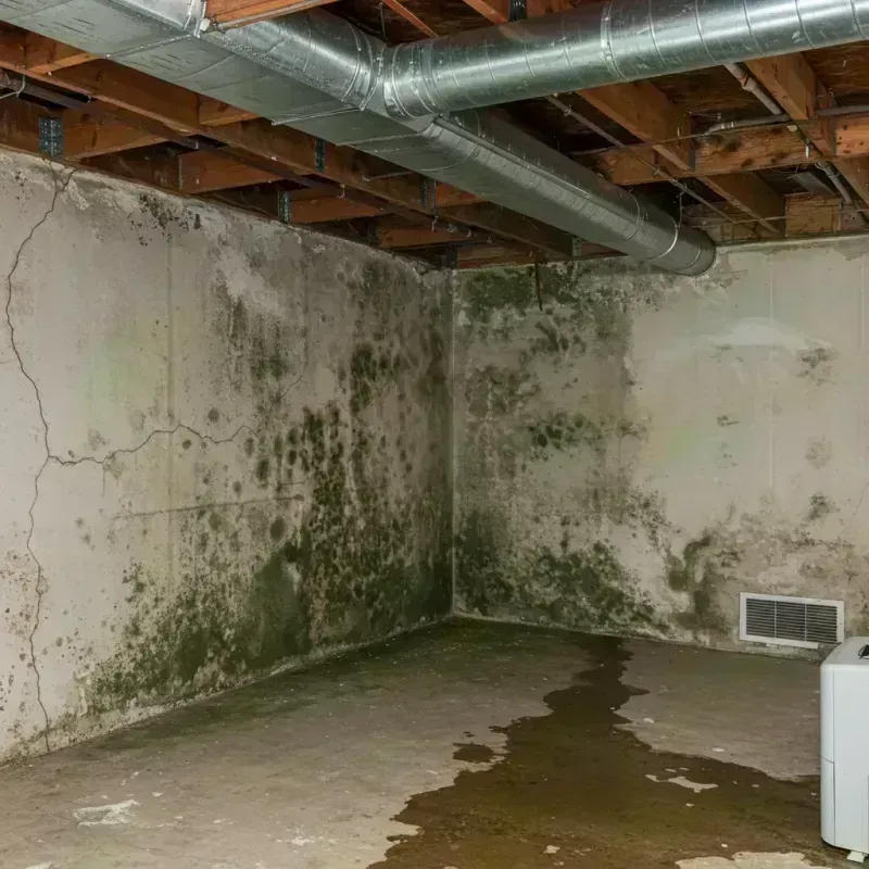 Professional Mold Removal in Ansted, WV